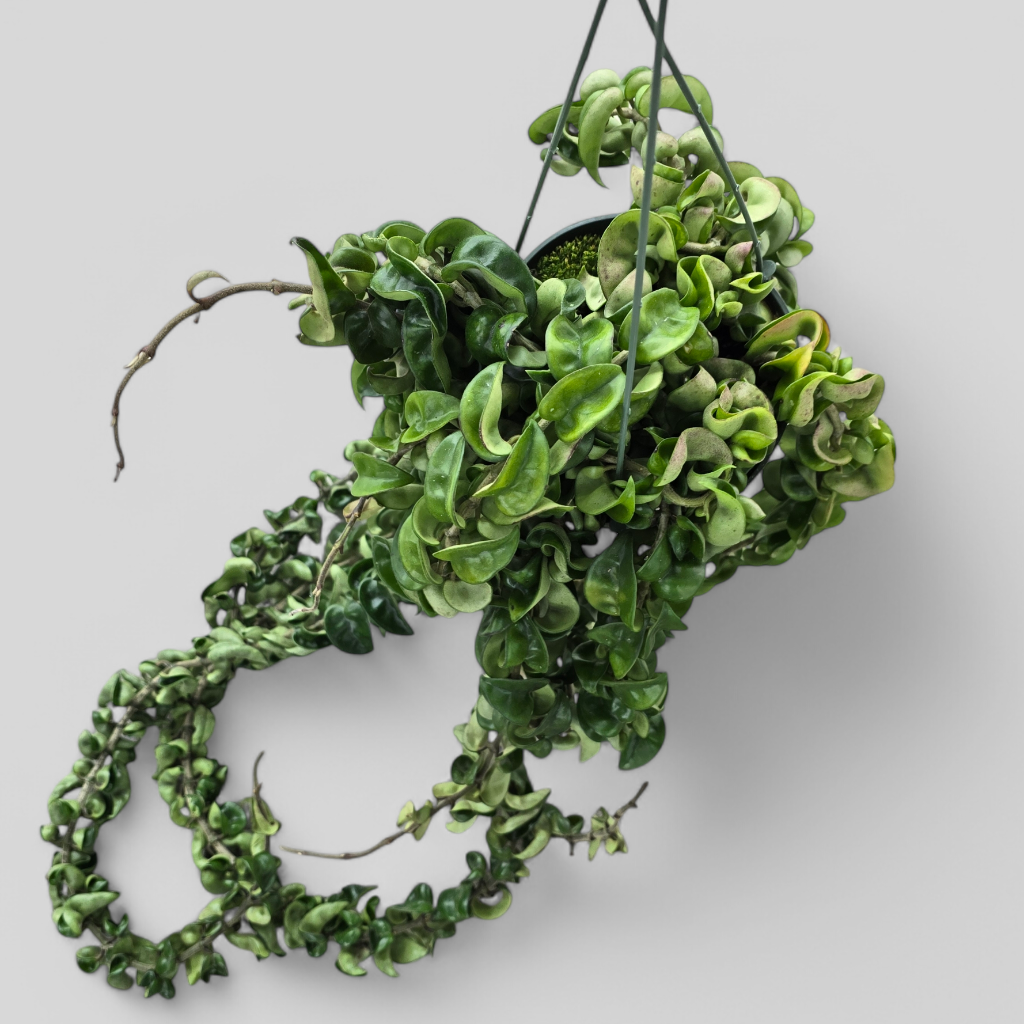 HANGING PLANTS - Hoya Carnosa 'Compacta' XL - HB