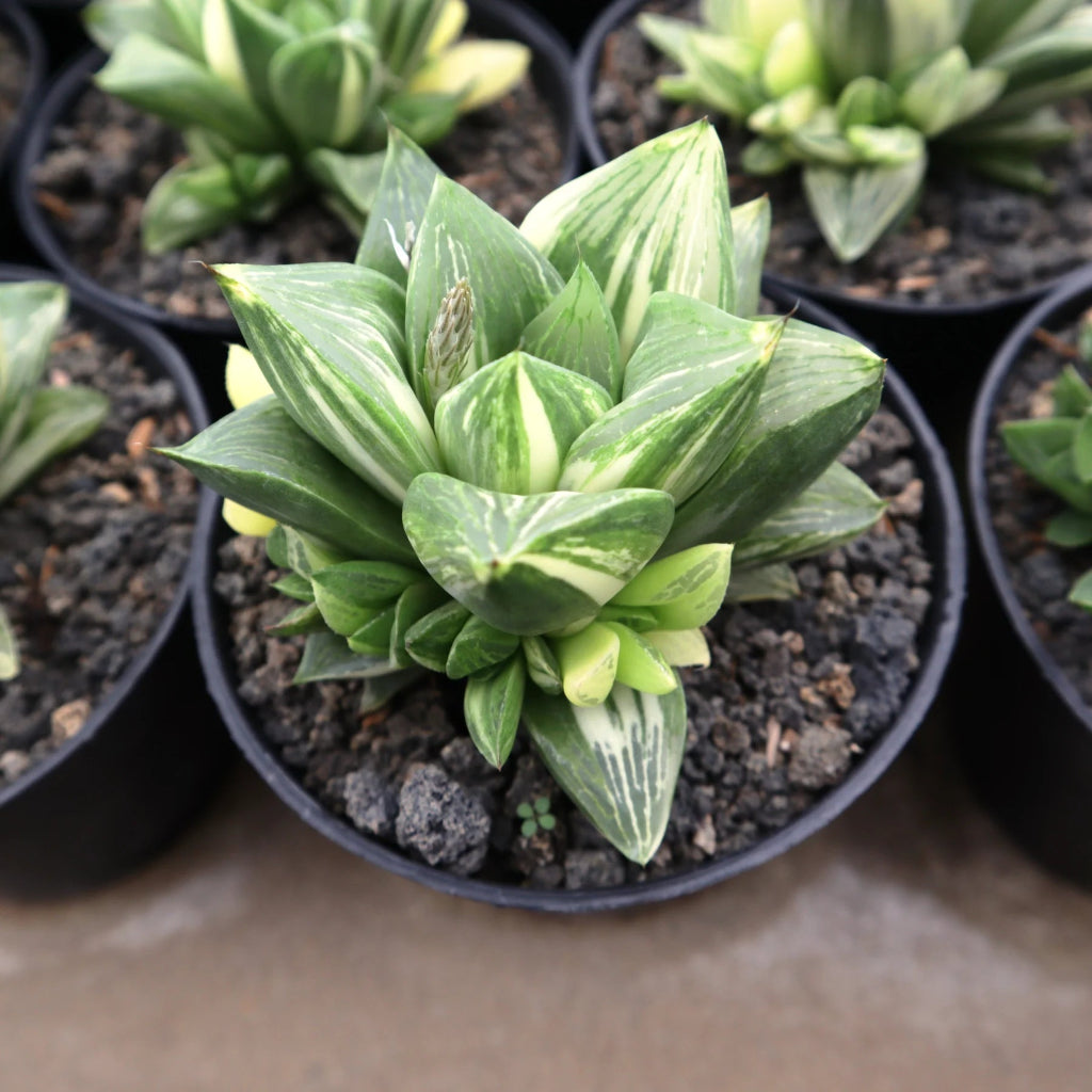 Haworthia retusa variegated - 2"