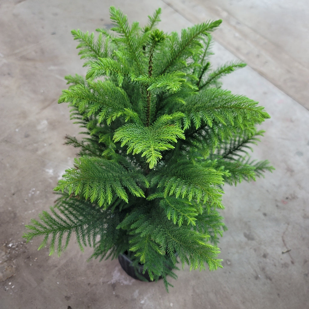 HIGH LIGHT PLANTS - Araucaria Heterophylla - 10"