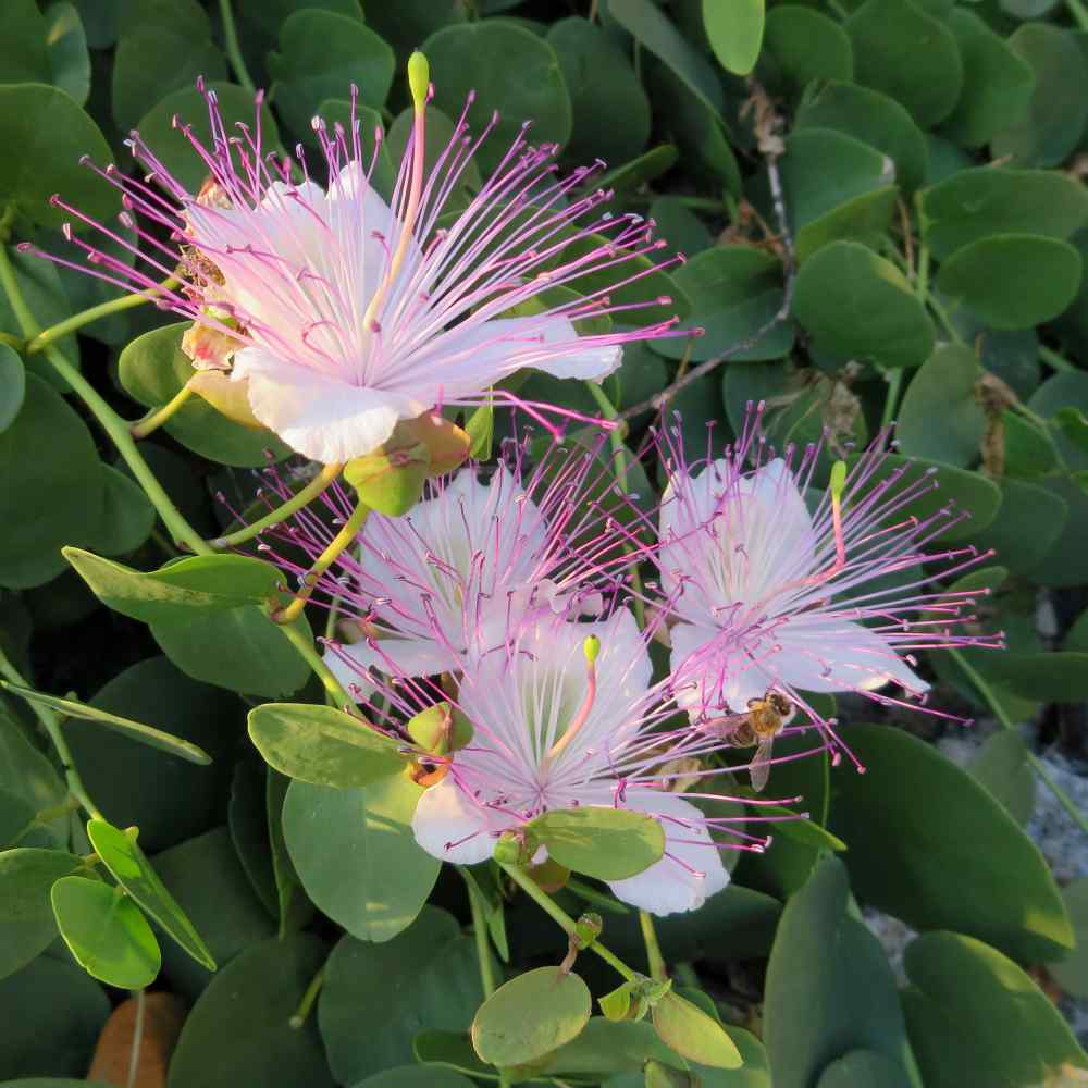 HIGH LIGHT PLANTS - Capparis Spinosa - 4"