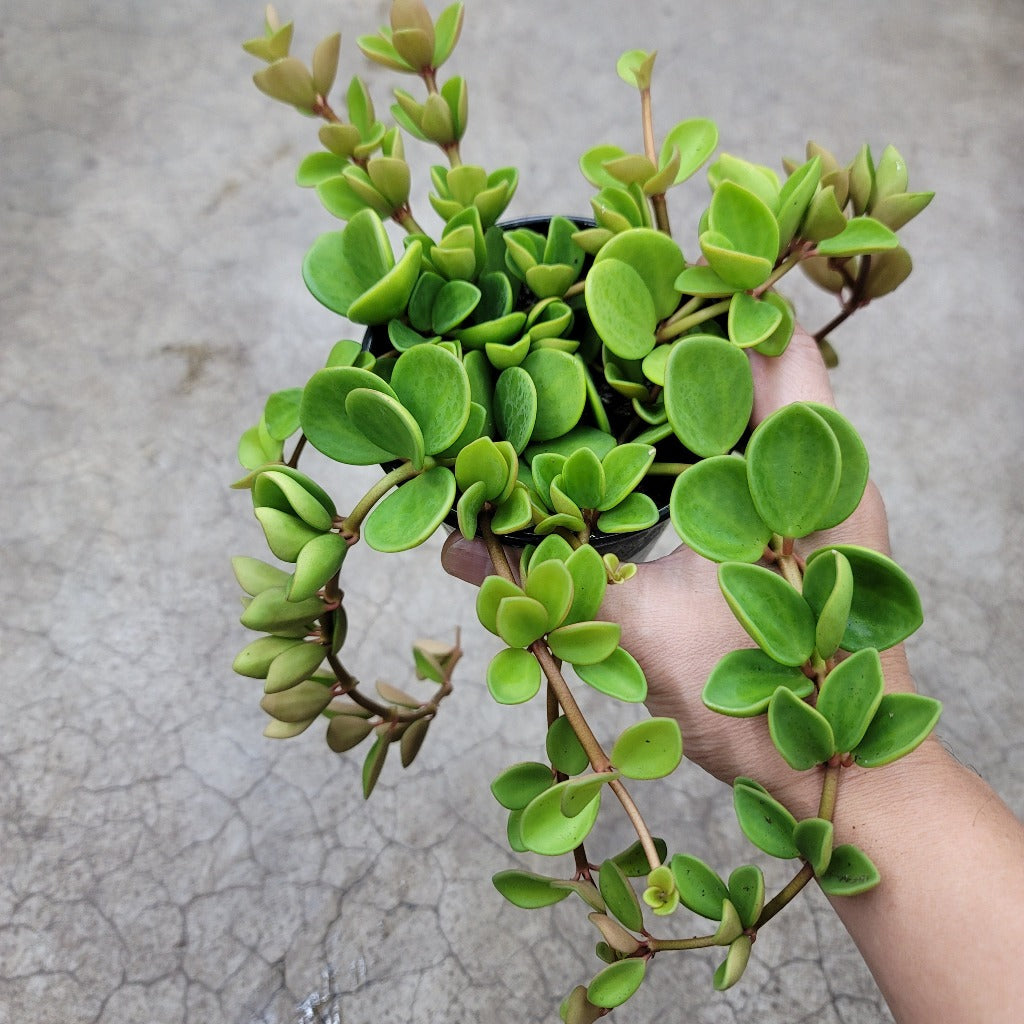 HIGH LIGHT PLANTS - Peperomia Hope - 4"