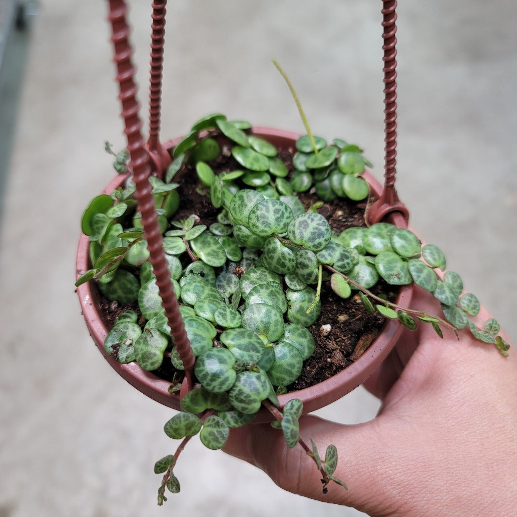 HIGH LIGHT PLANTS - PEPEROMIA PROSTRATA - HB
