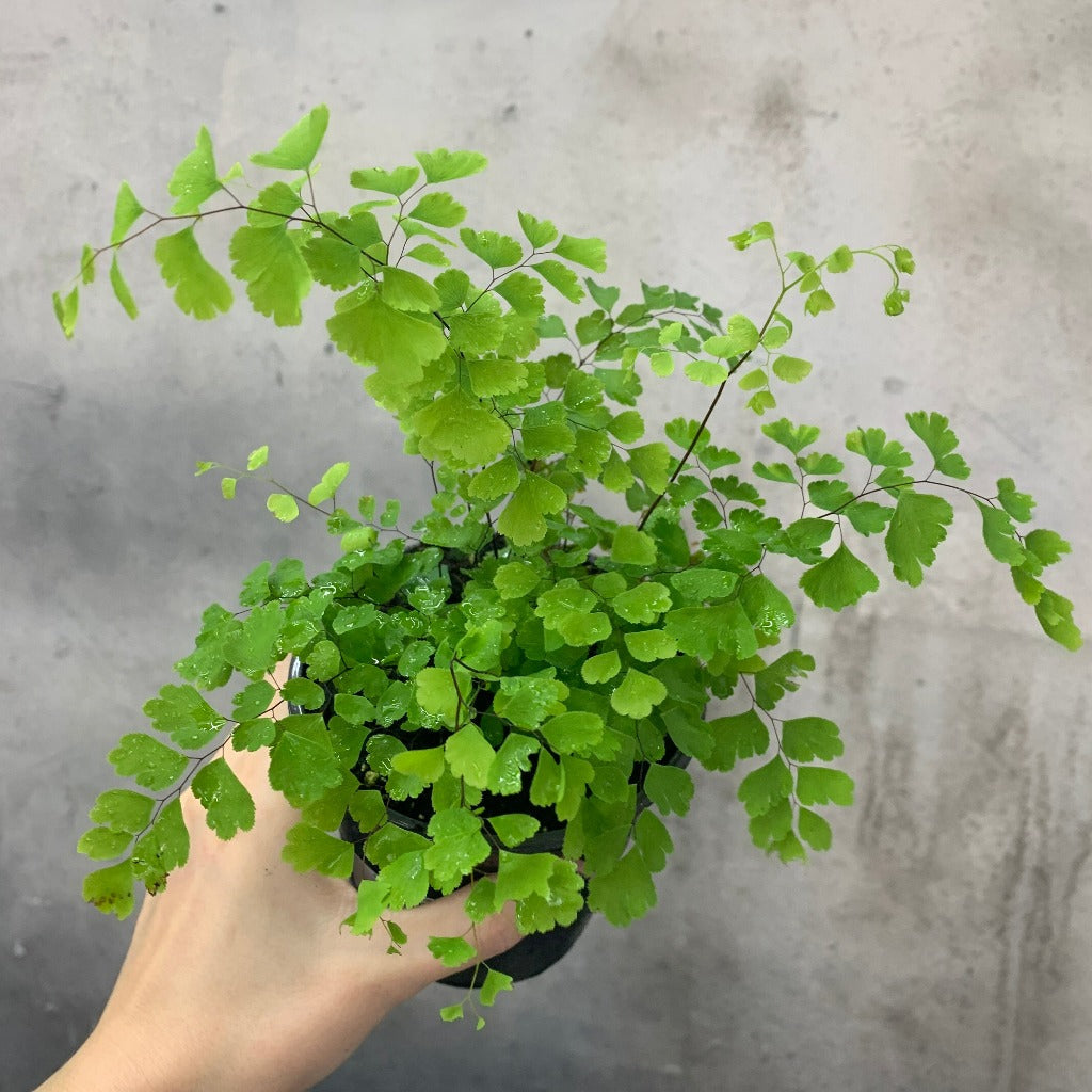 HOUSEPLANTS - MAIDENHAIR FERN - 4"