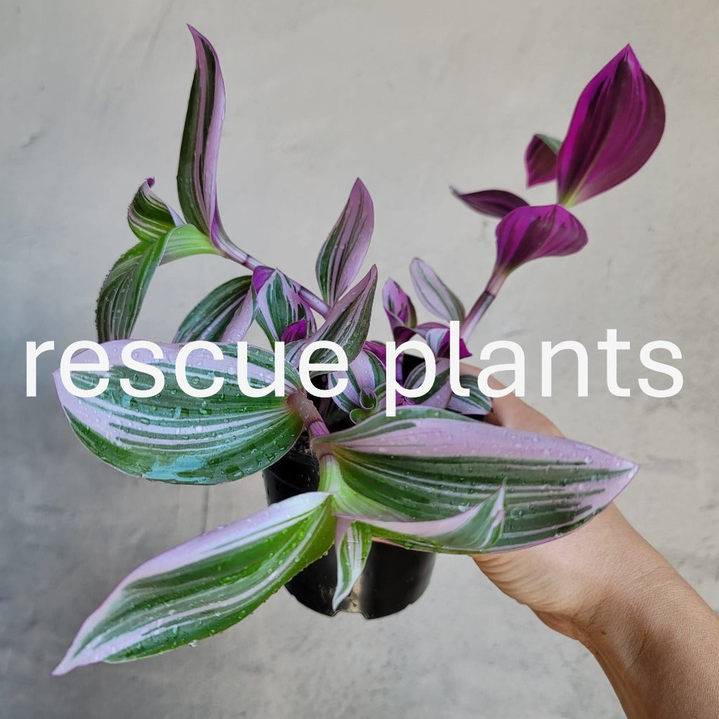 Tradescantia nanouk - 4" HB (rescue)