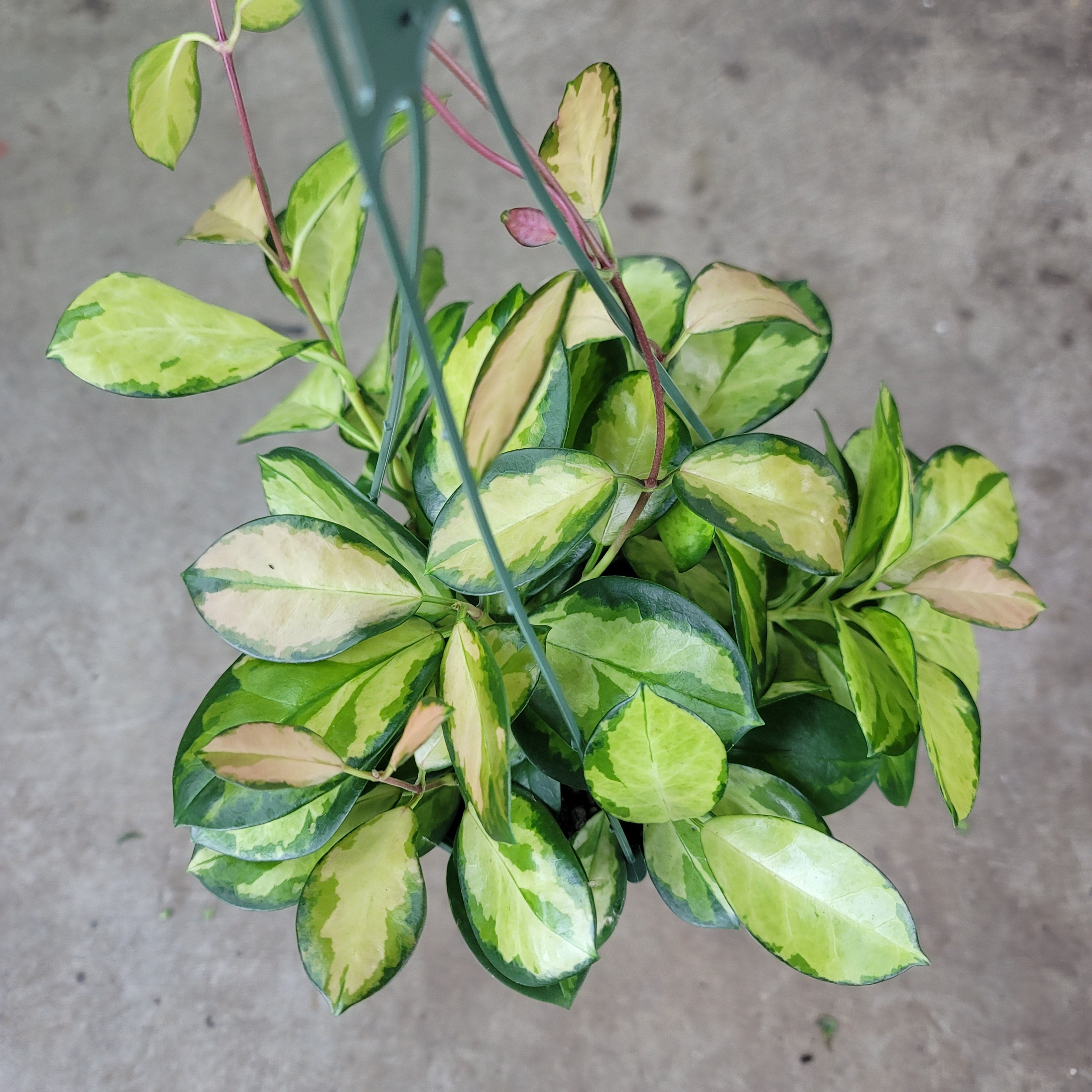 Hoya australis tricolor - 6