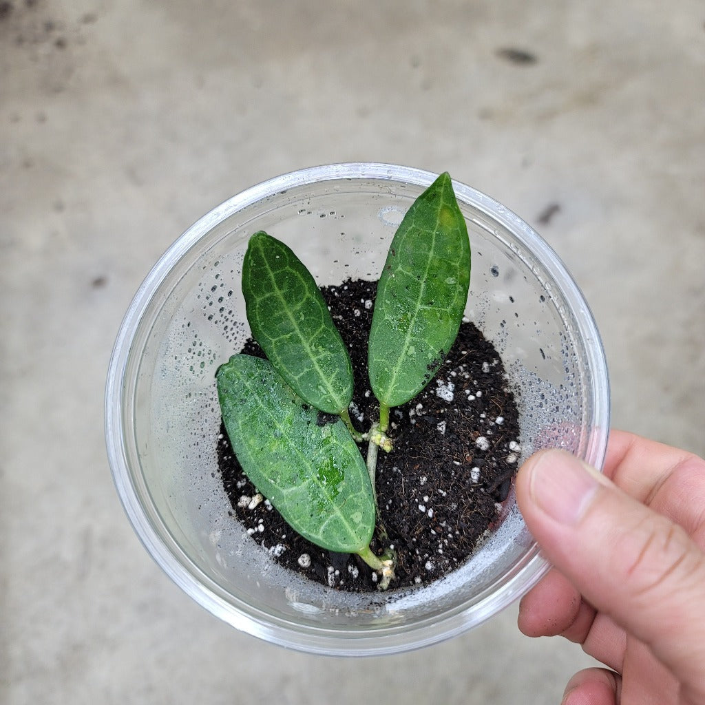 Hoya elliptica - cutting