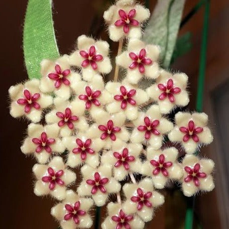 HOYA - Hoya Phuwuaensis - HB