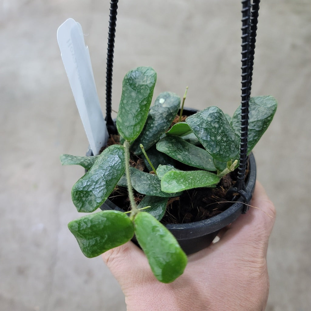 HOYA - Hoya Rotundiflora - HB