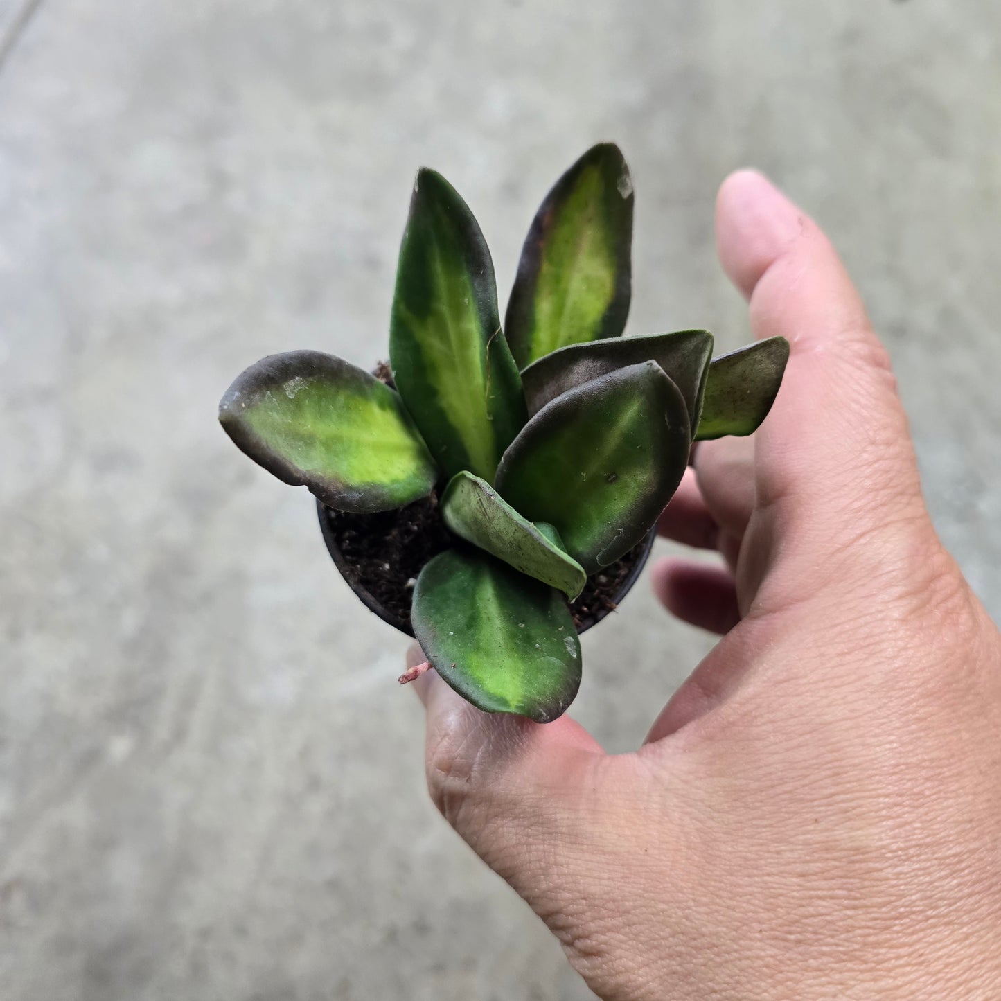 Hoya 'DS 70 Variegated' - 2"