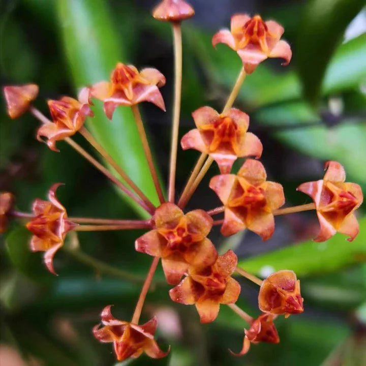 Hoya loheri - 2"