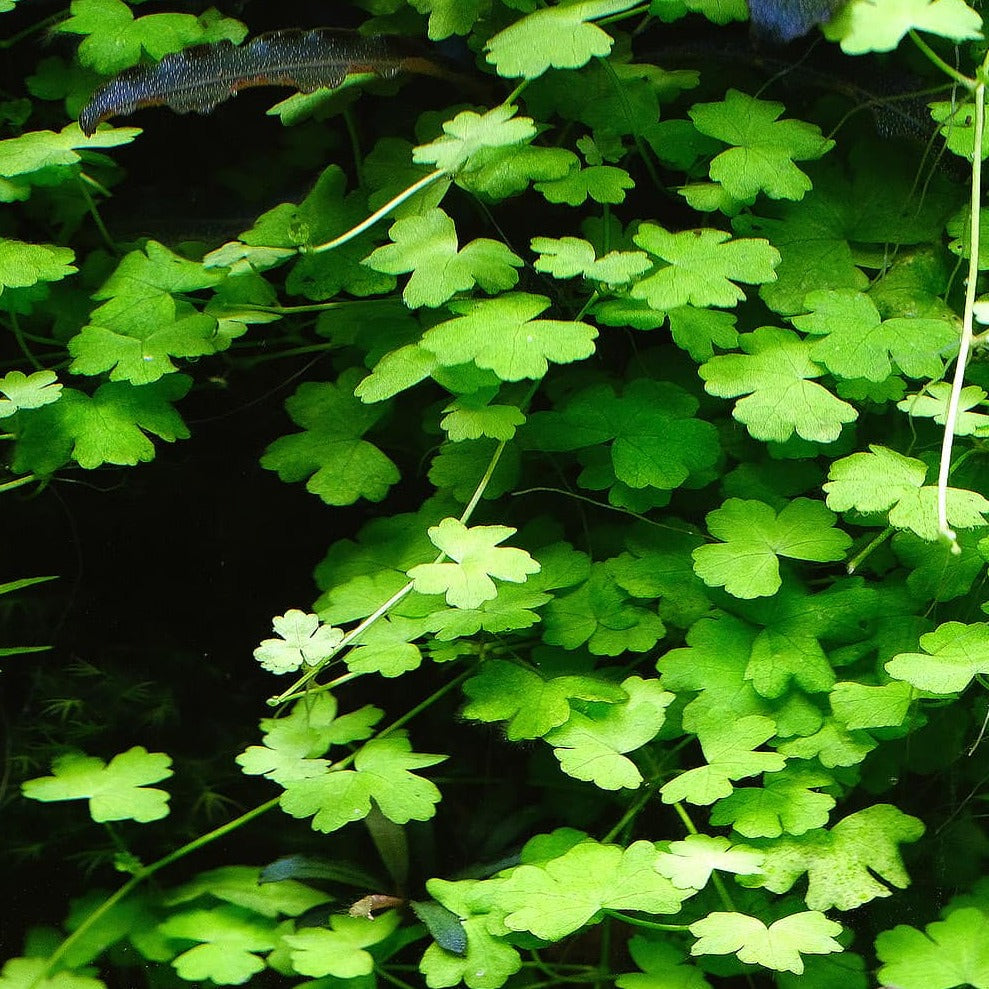 Hydrocotyle sp Japan - 2"