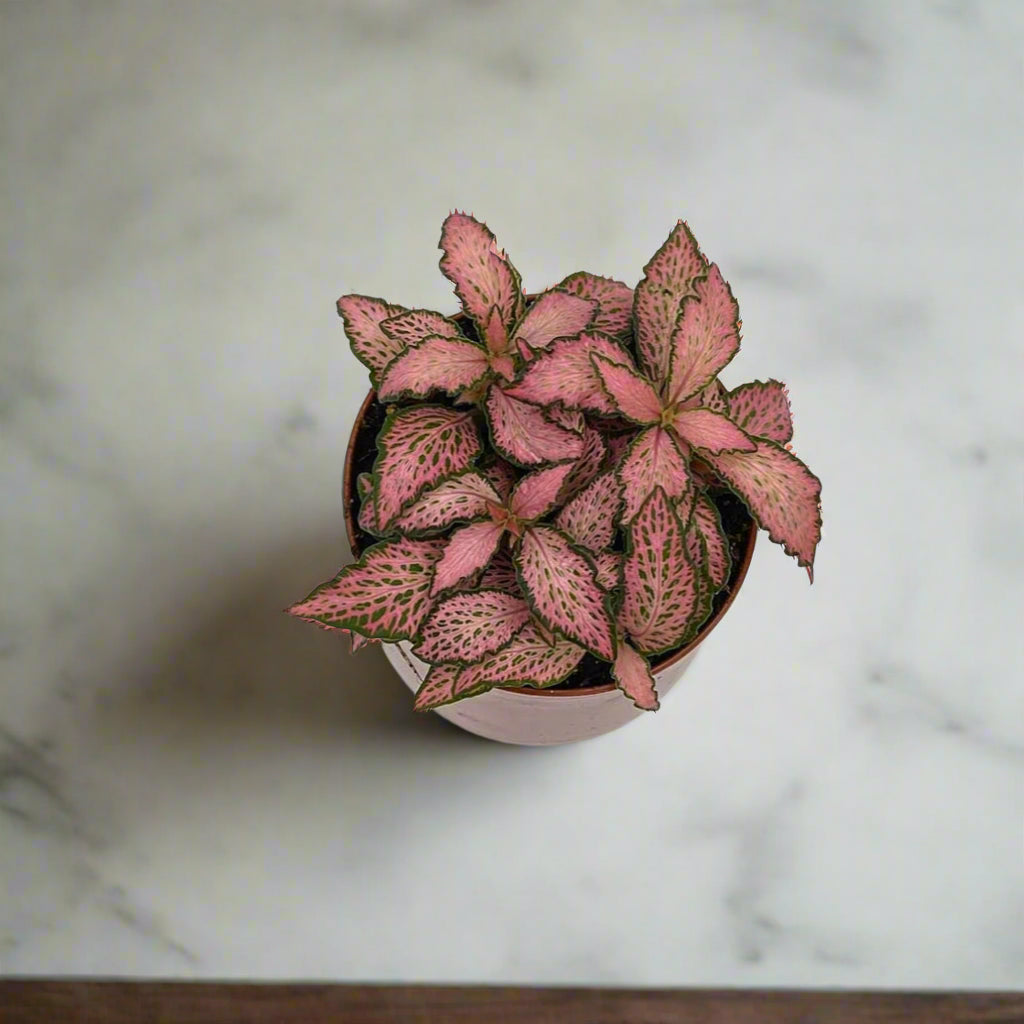Fittonia 'Mosaic Pink Forest' - 2"
