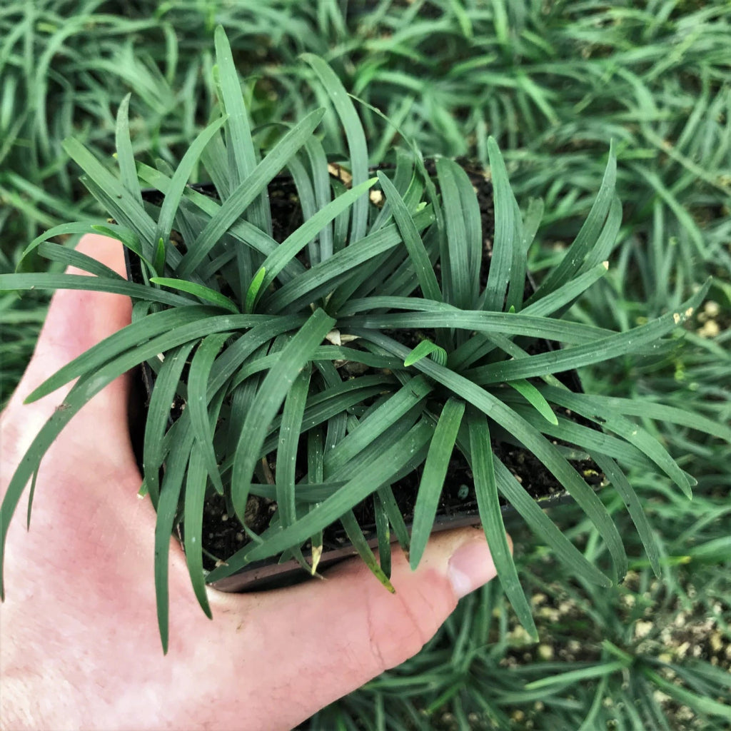 Ophiopogon japonicus 'Nana' - 3.5"