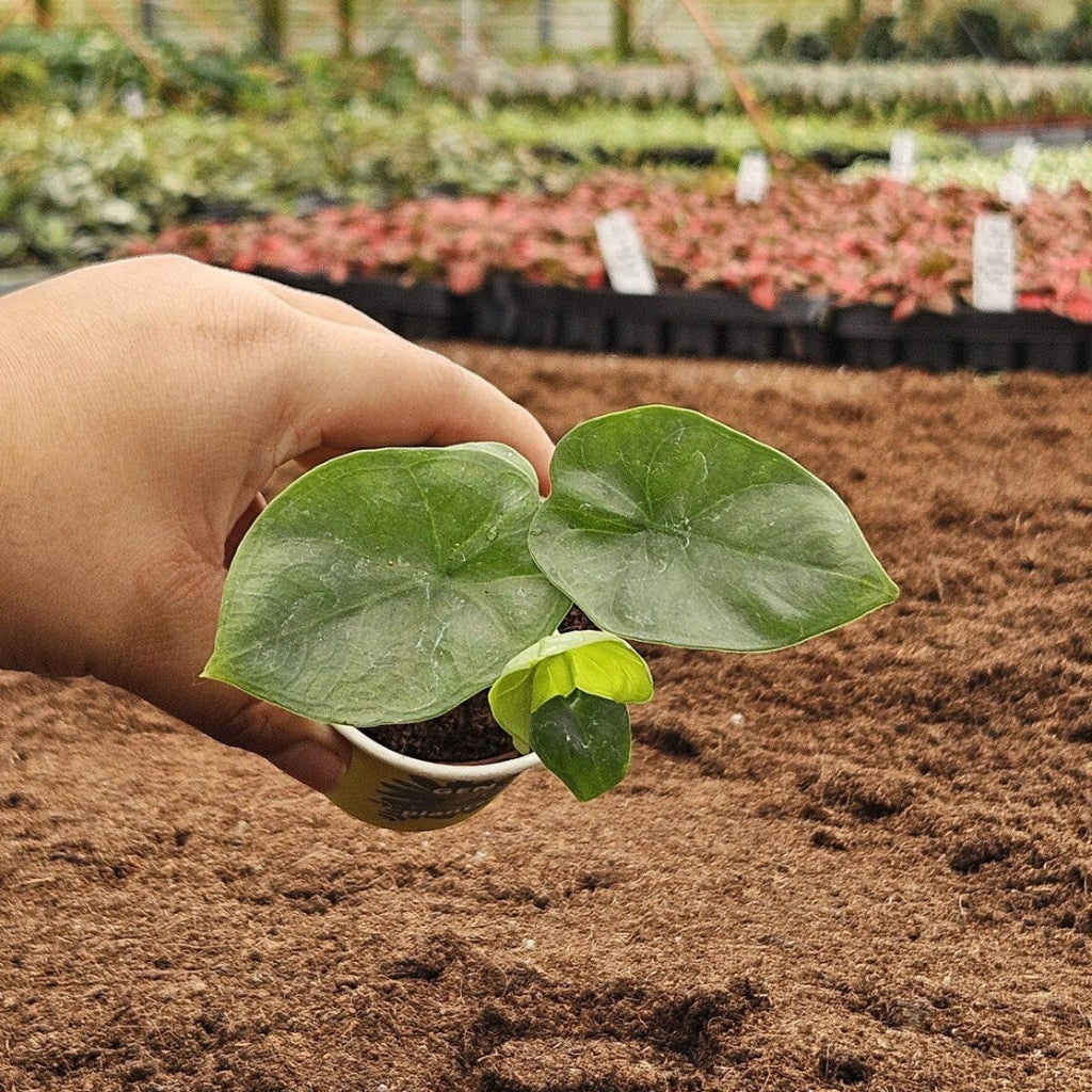Alocasia Lukiwan - 2"