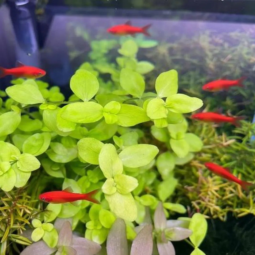Bacopa australis - bunch