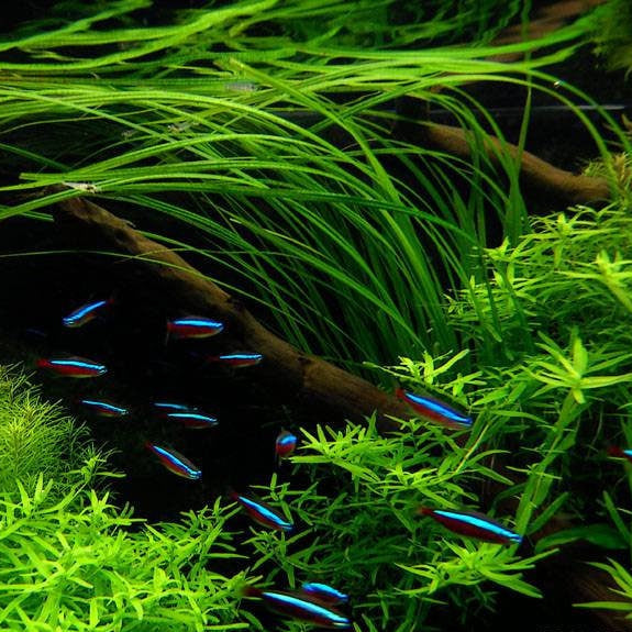 Cyperus helferi - bunch
