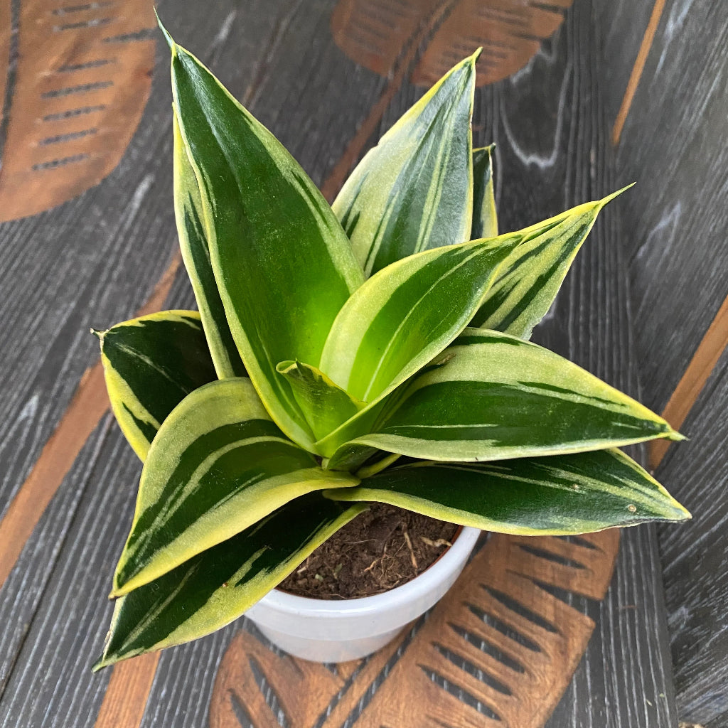 Sansevieria Hahnii Glimmering Star - 4"