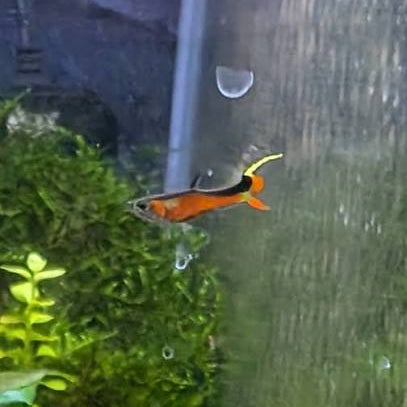 Endler - Super Red Yellow Top