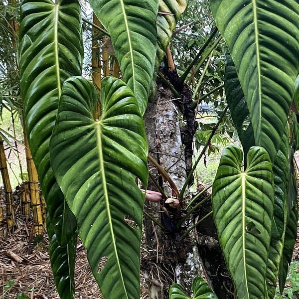 Philodendron esmeraldense - 6"