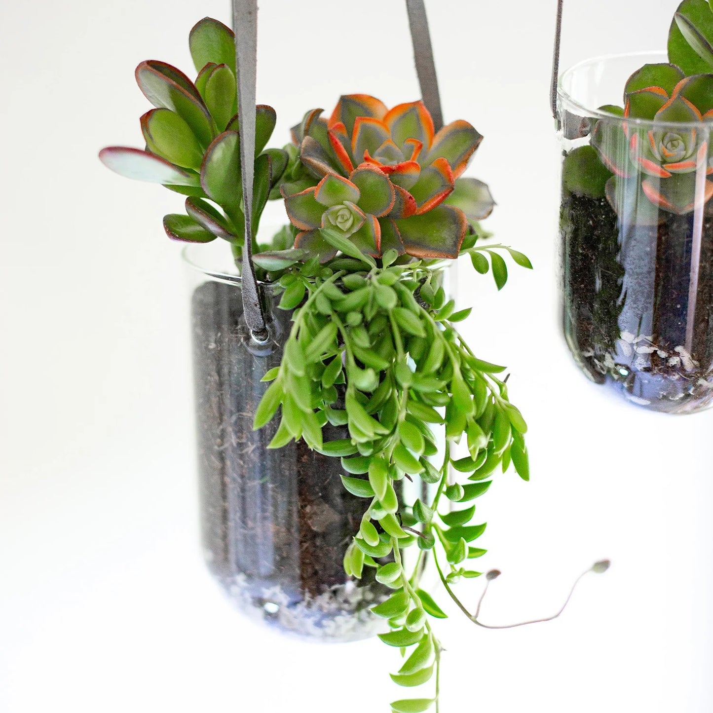 Glass Capsule Hanging Planter - 6"