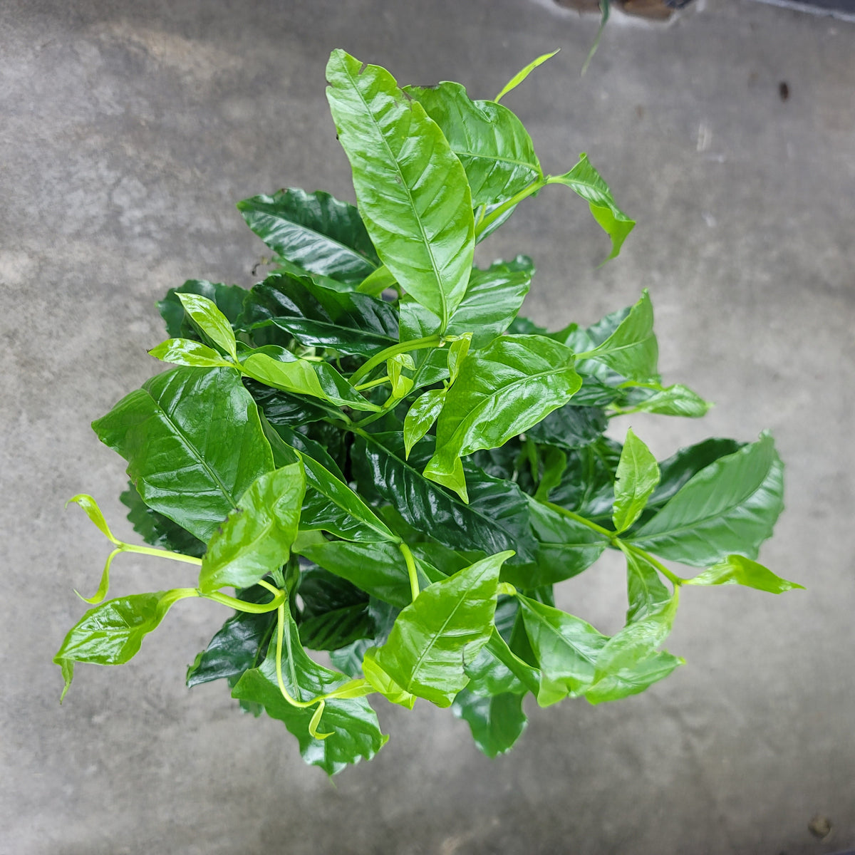 LARGE PLANTS - Coffea Arabica - 9" (no Shipping)