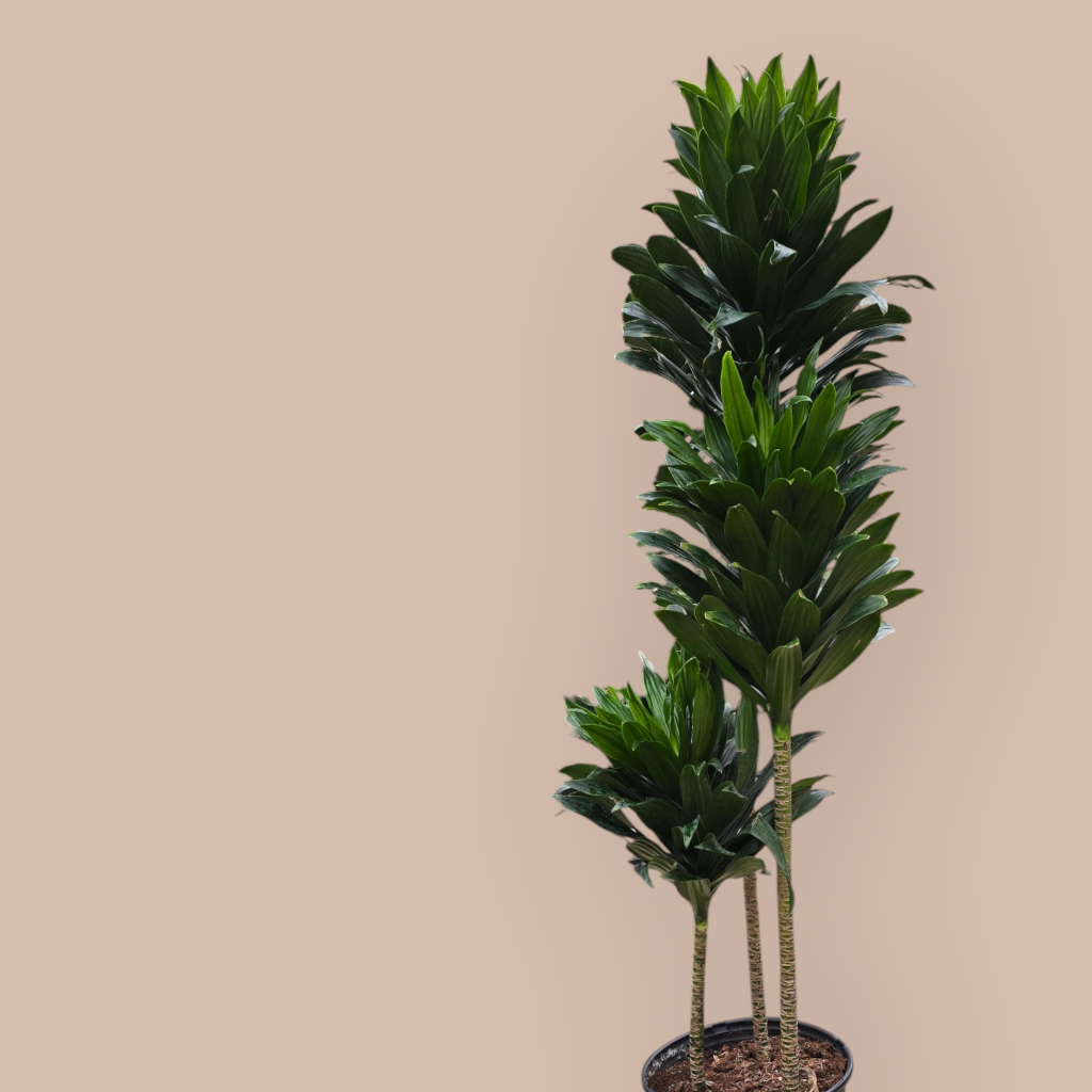 LARGE PLANTS - Dracaena Deremensis Compacta - 10" (no Shipping)