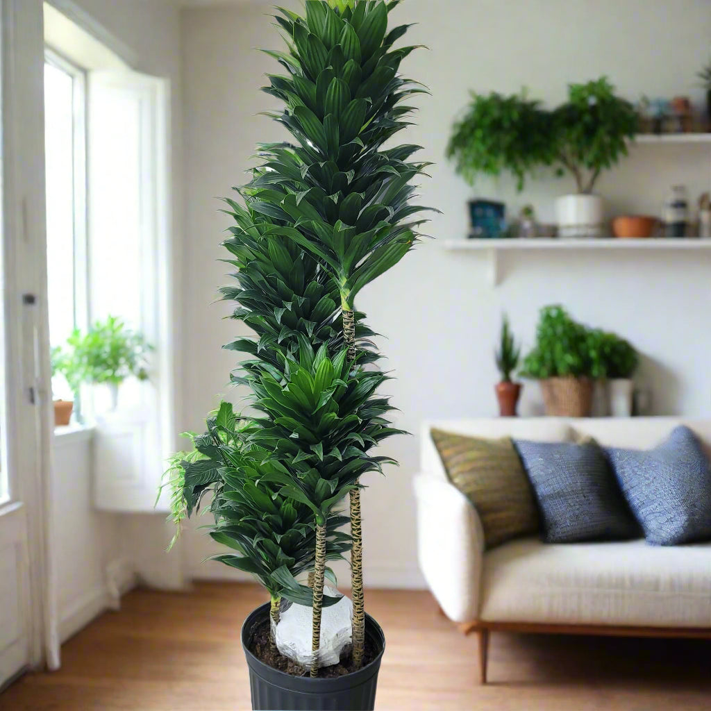 LARGE PLANTS - DRACAENA DEREMENSIS COMPACTA - 12"