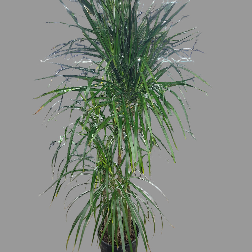 LARGE PLANTS - Dracaena Marginata - 10" (no Shipping)