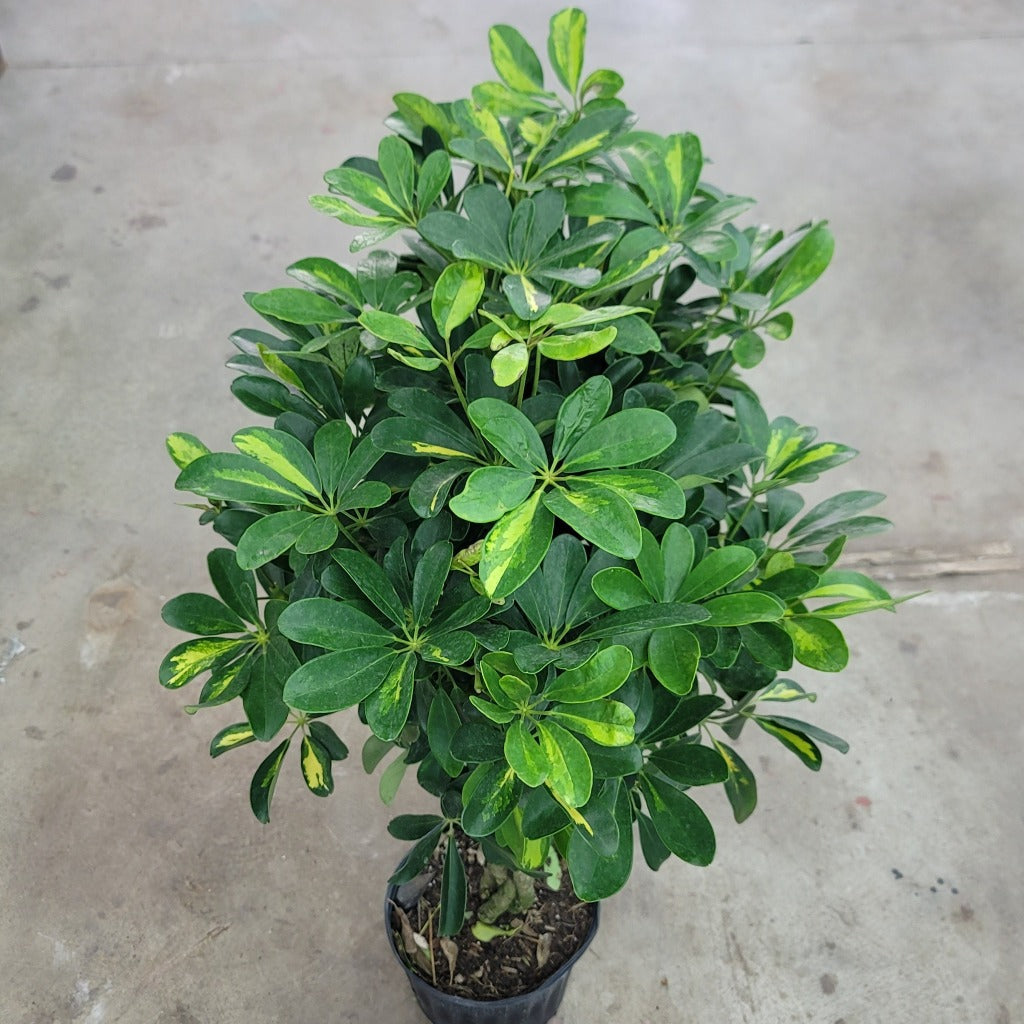 LARGE PLANTS - Schefflera Arboricola ' Gold Capella' Braid - 10" (no Ship)