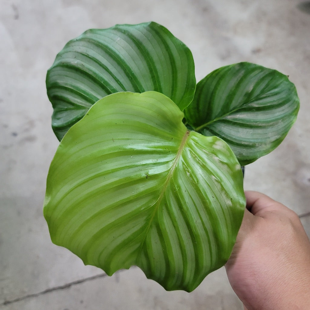 LOW LIGHT PLANTS - CALATHEA ORBIFOLIA - 4"