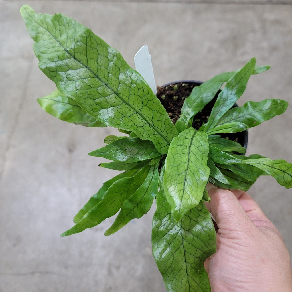 Microsorum musifolium - 4in