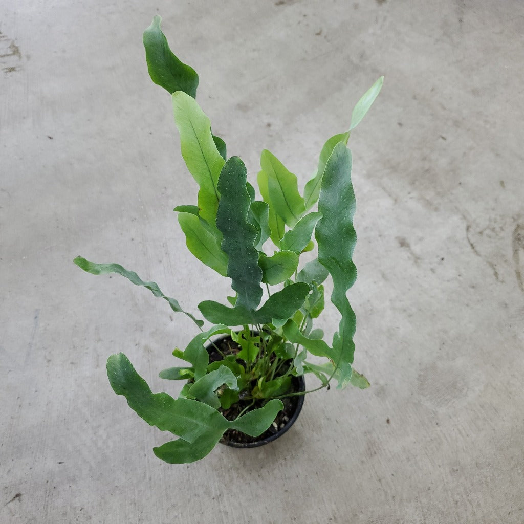 LOW LIGHT PLANTS - Phlebodium Aureum - 4"