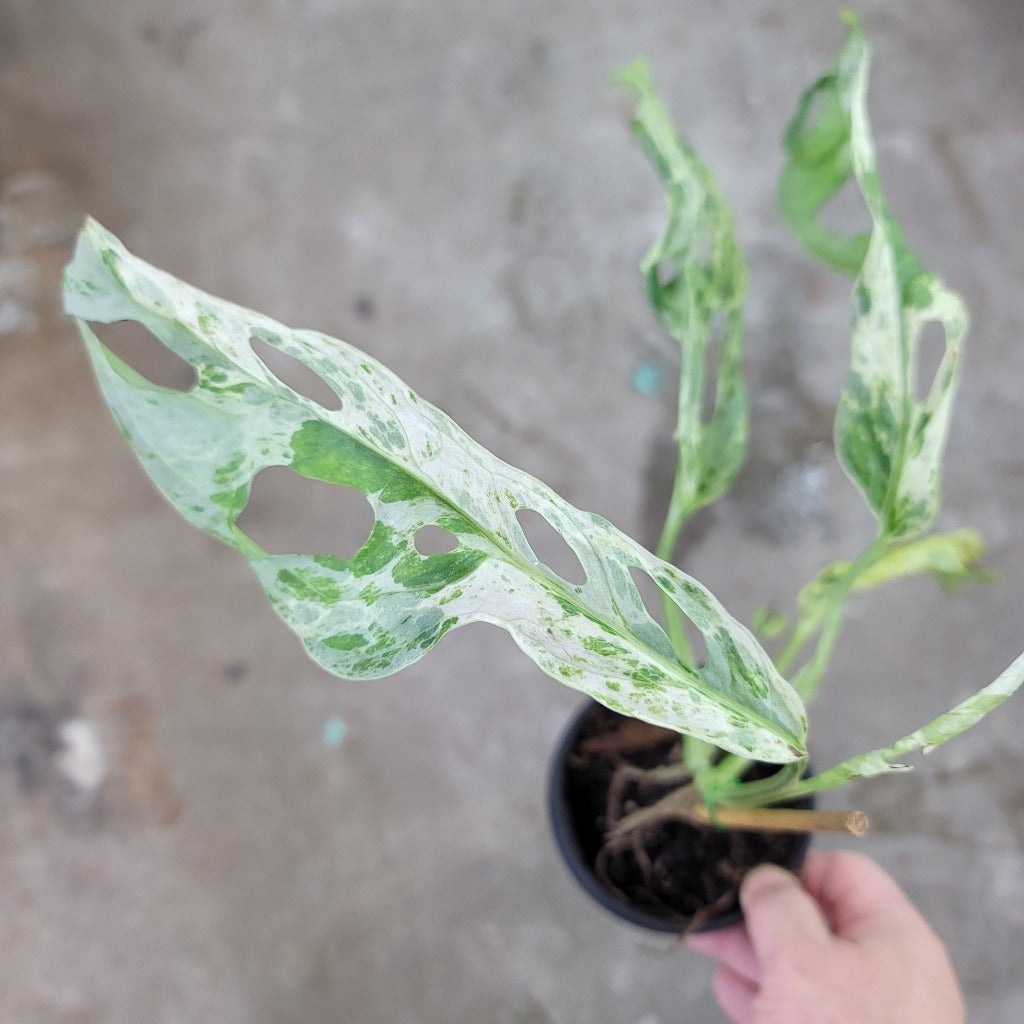 MONSTERA - Monstera Adansonii Mint - 4"