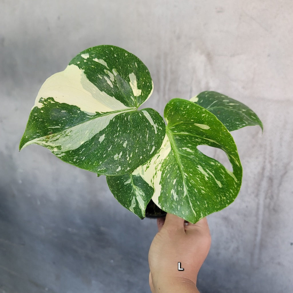 MONSTERA - Monstera Deliciosa 'Thai Constellation' - 4"