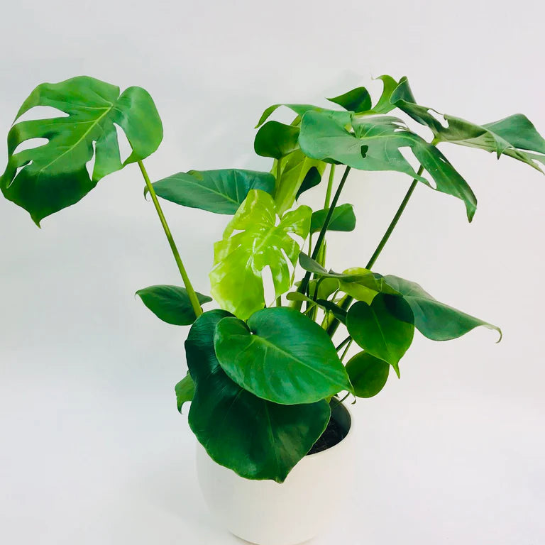 Monstera deliciosa - 8" (special)
