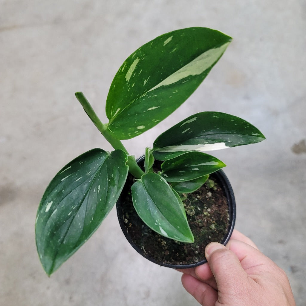 NODES - Monstera Standleyana Albo Variegata - Nodes
