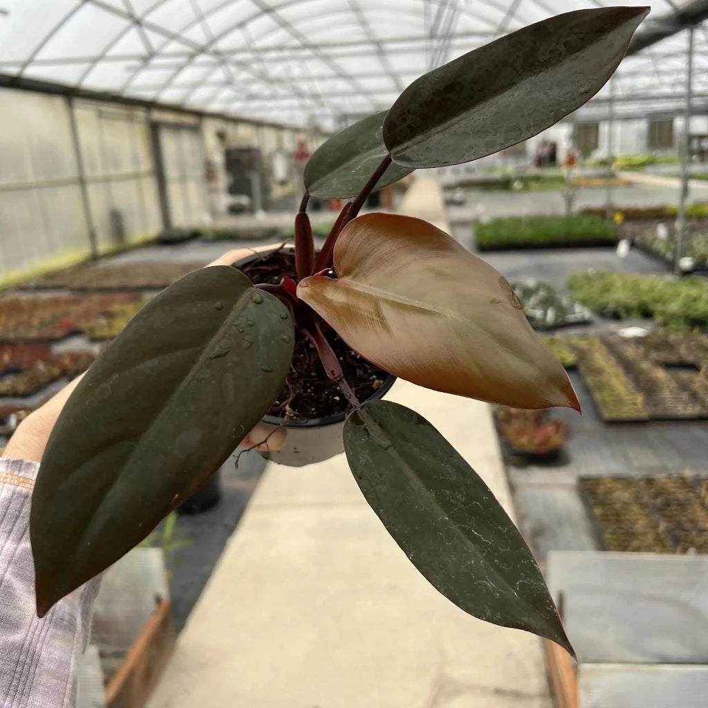 PHILODENDRON - Philodendron Erubescens 'Dark Lord' - 4"