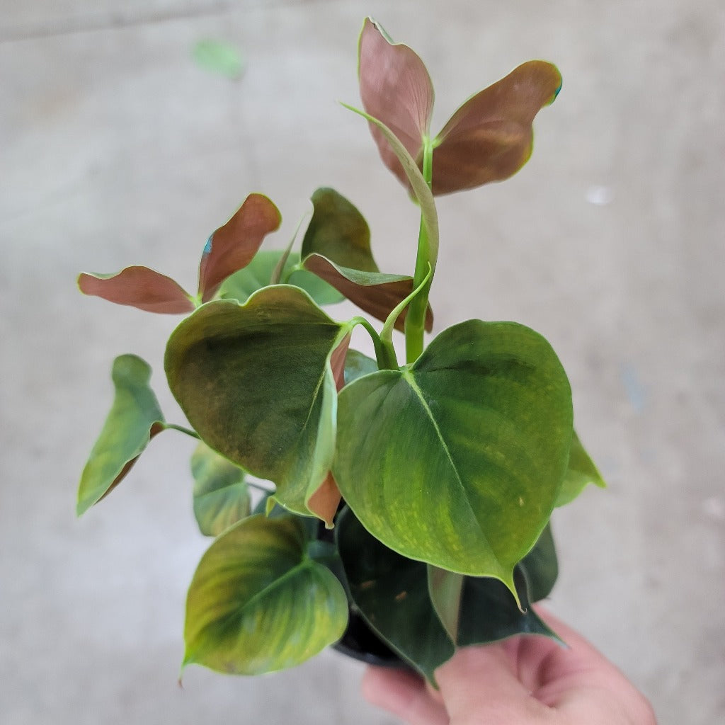 PHILODENDRON - Philodendron Lupinum