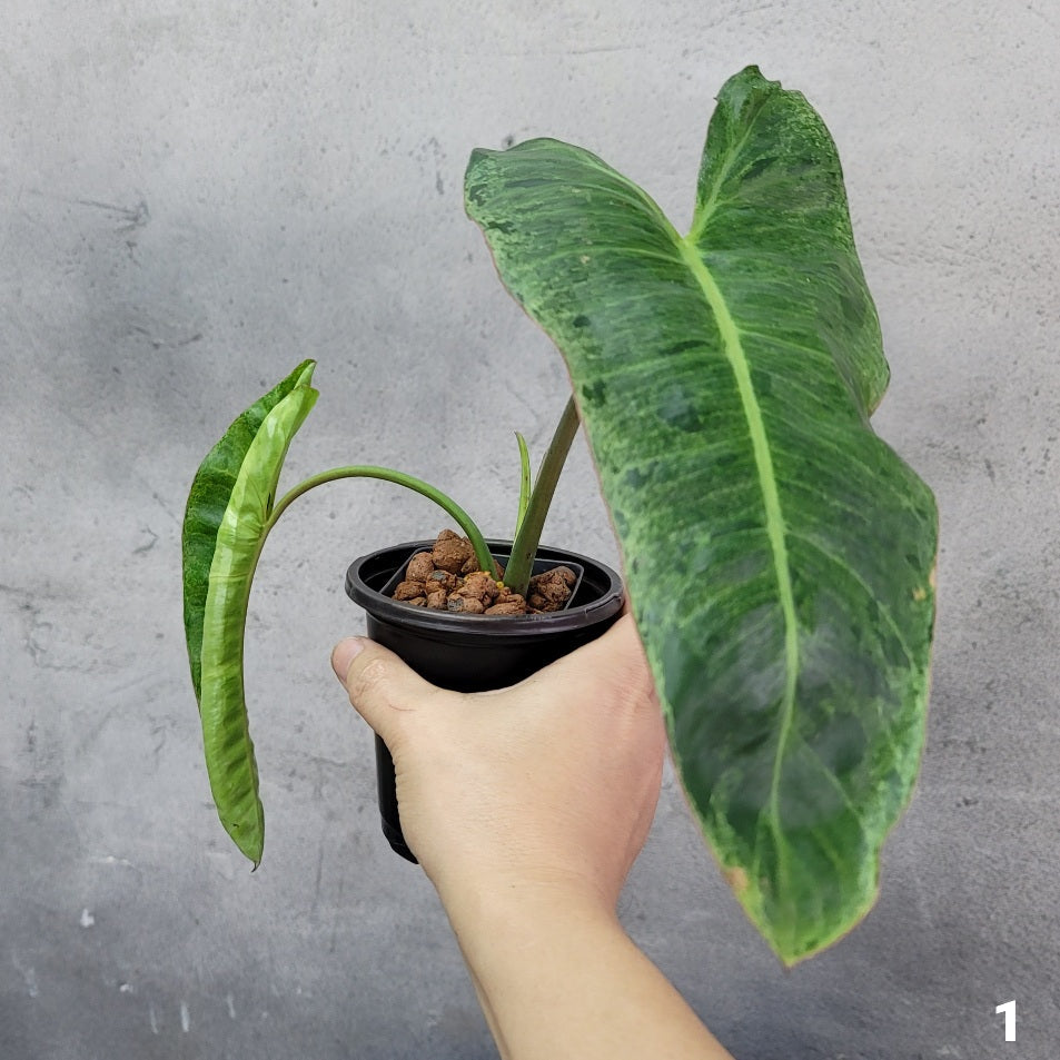 Philodendron Paraiso verde - 4
