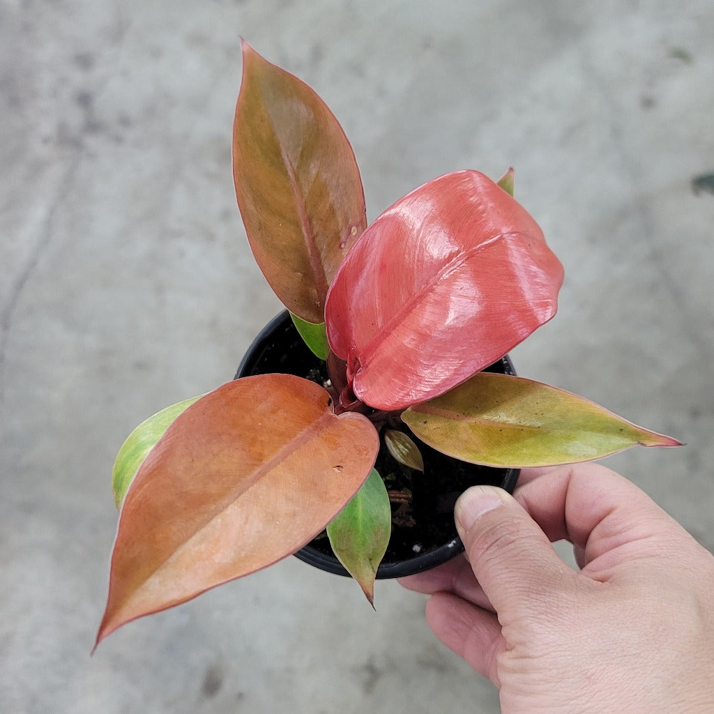 PHILODENDRON - Philodendron 'Prince Of Orange' - 4"
