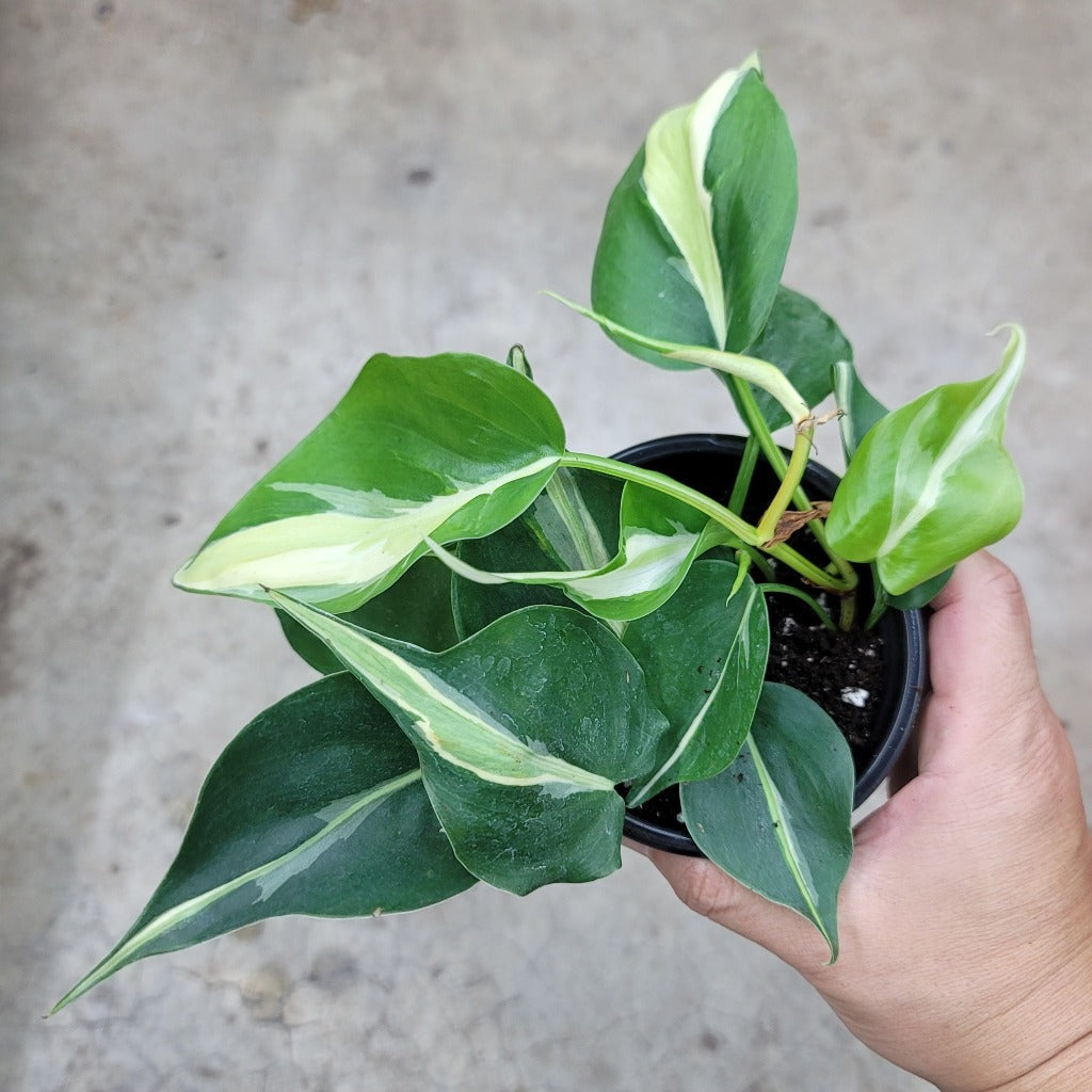 PHILODENDRON - Philodendron 'Rio' - 4"