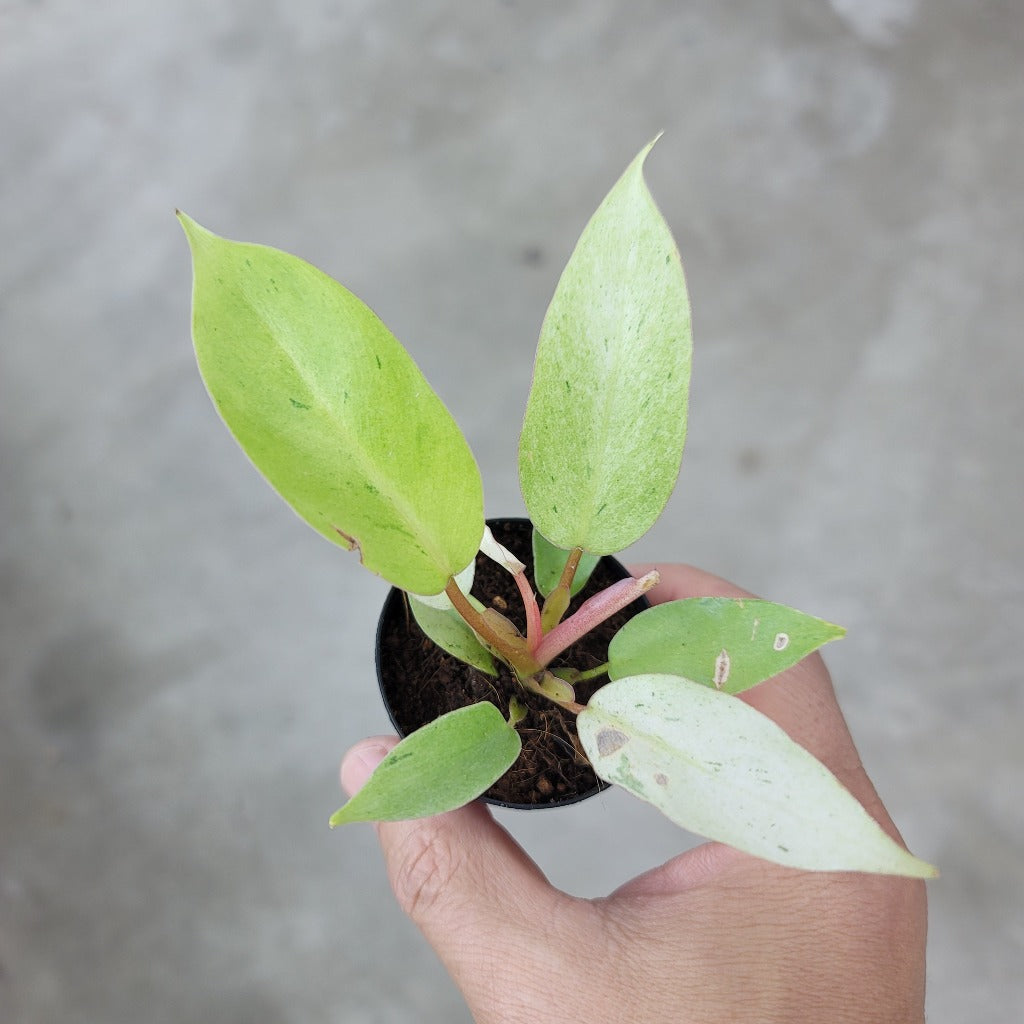 PHILODENDRON - Philodendron 'snowdrift' - 2"