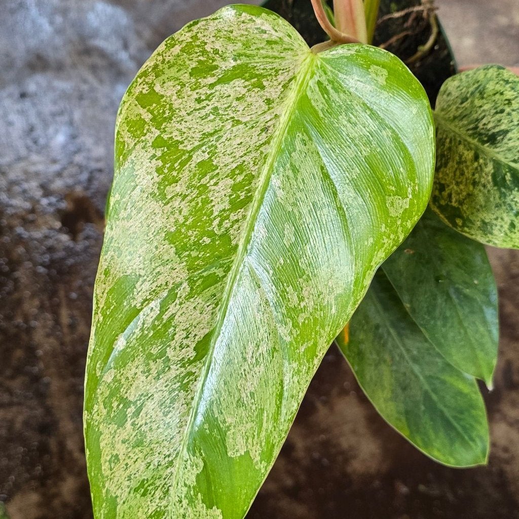 PHILODENDRON - Philodendron 'Whipple Way Mint' - 6"