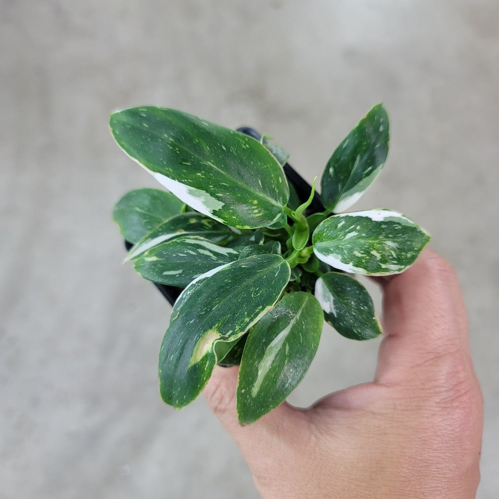 PHILODENDRON - PHILODENDRON WHITE PRINCESS - 2"