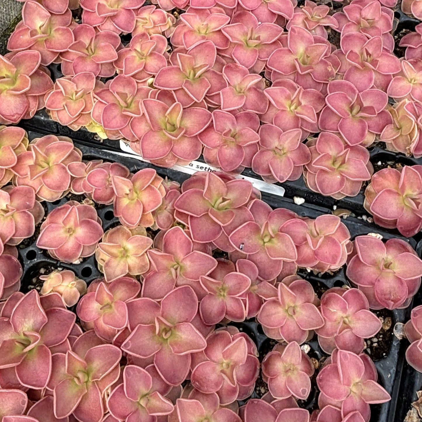 Pinguicula Sethos - 2"