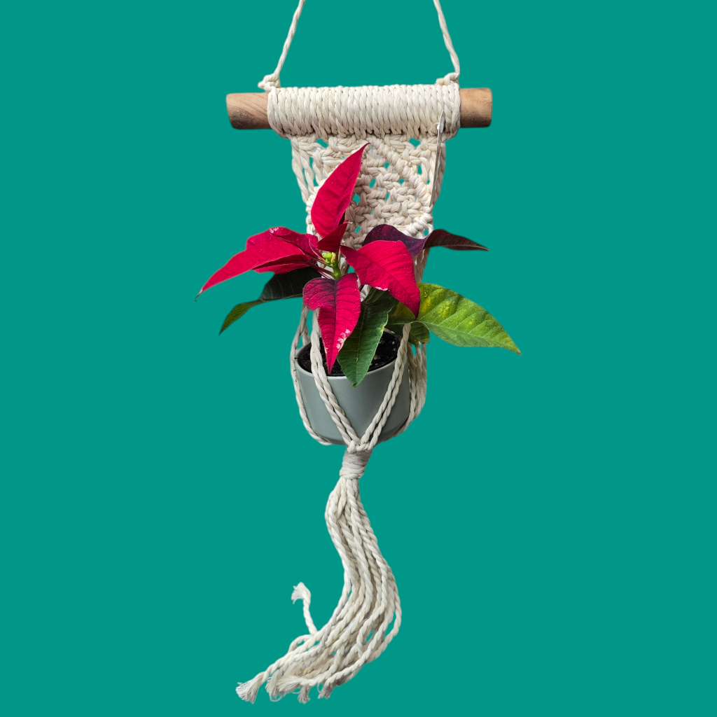 PLANTERS - HANGING - Macrame Hanging - 15"