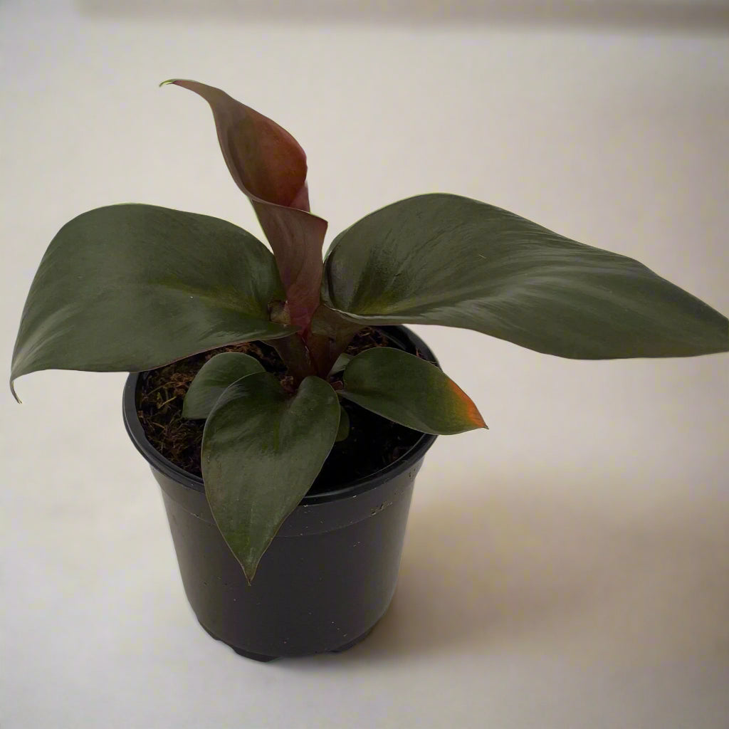 Philodendron 'Red Heart' - 4"