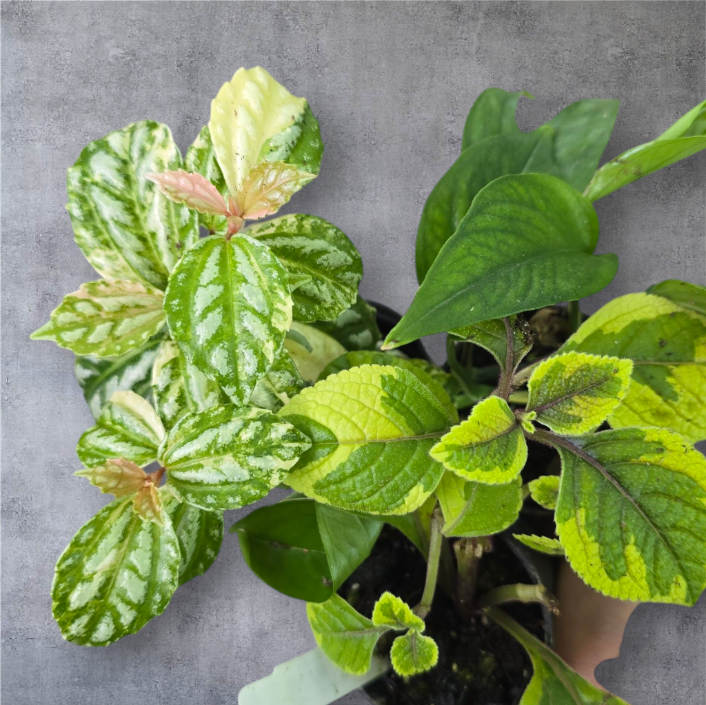 PROMO PLANTS - Foliage Assorted - 2" (promo)