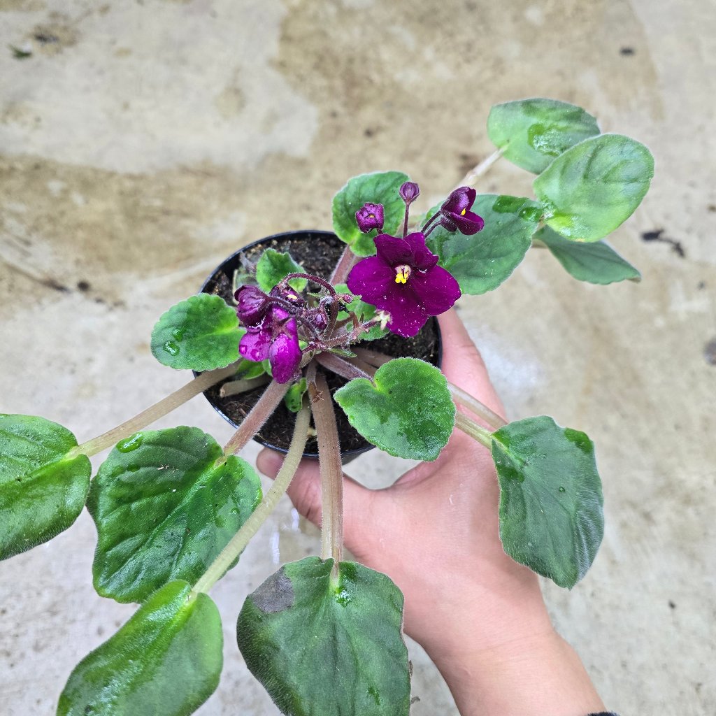 RESCUE PLANTS - African Violet - 4" (rescue)