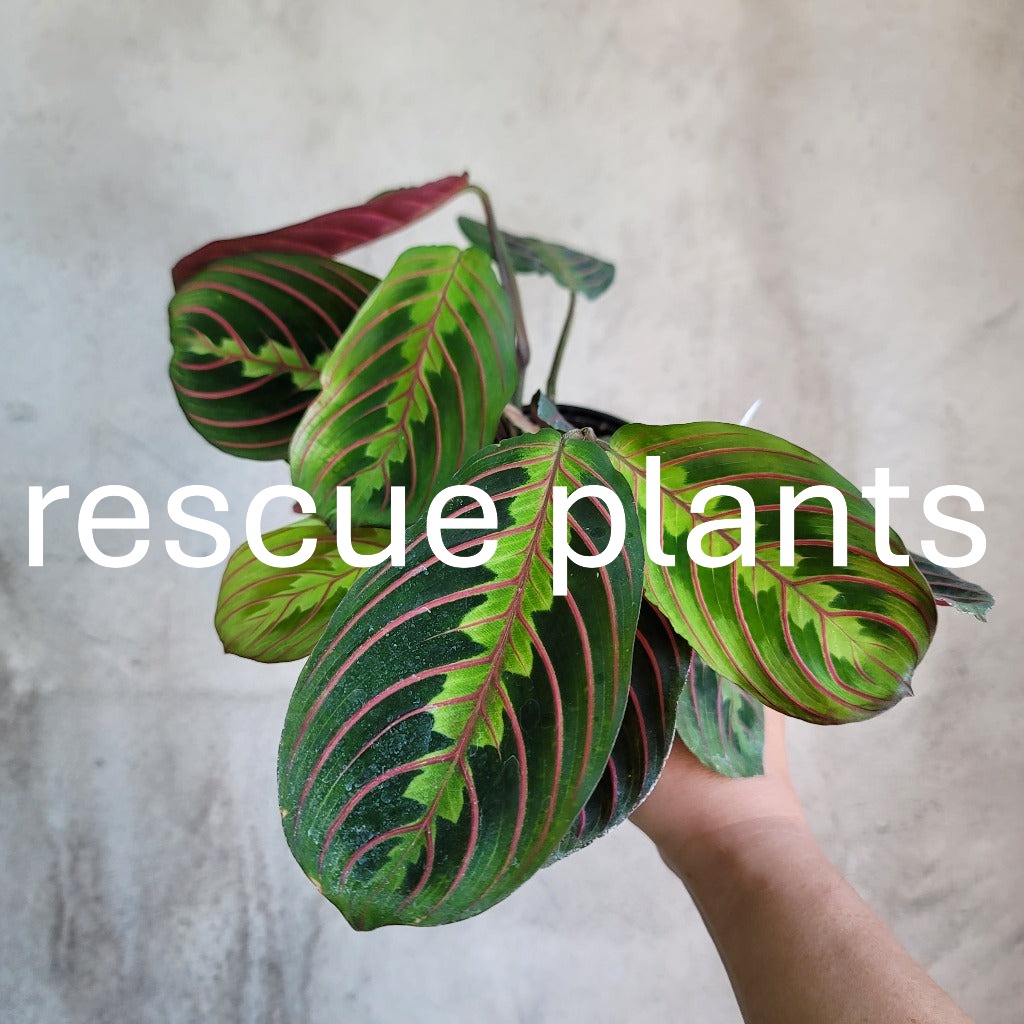RESCUE PLANTS - Maranta Leuconeura Red - 4" (rescue)